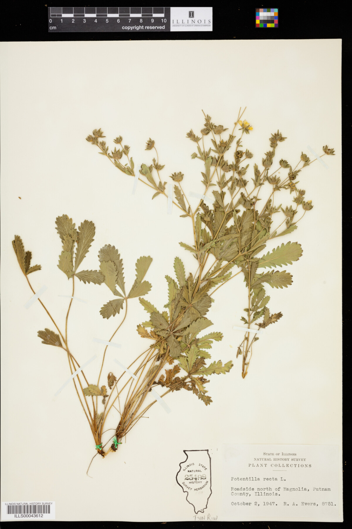 Potentilla image