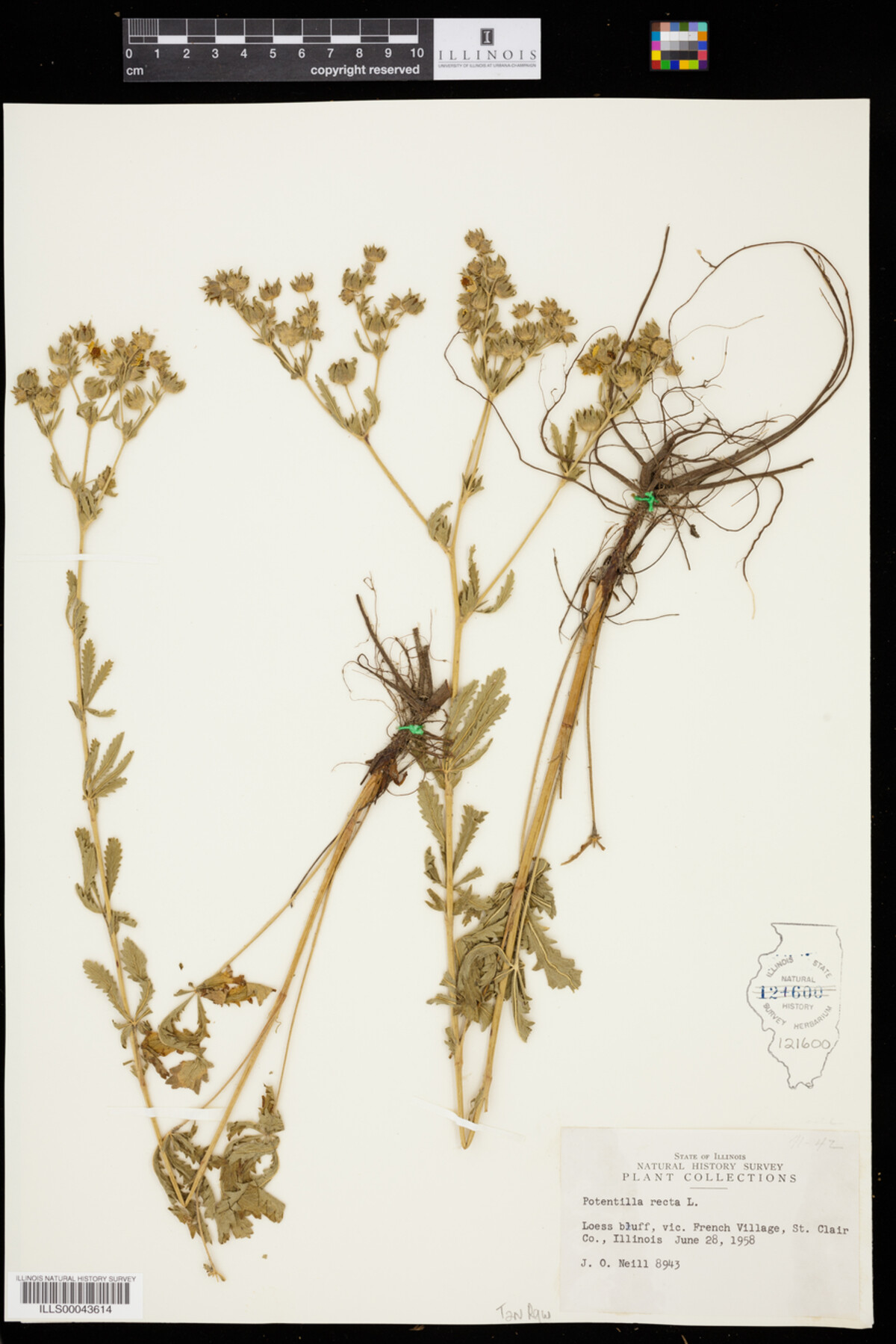 Potentilla recta image