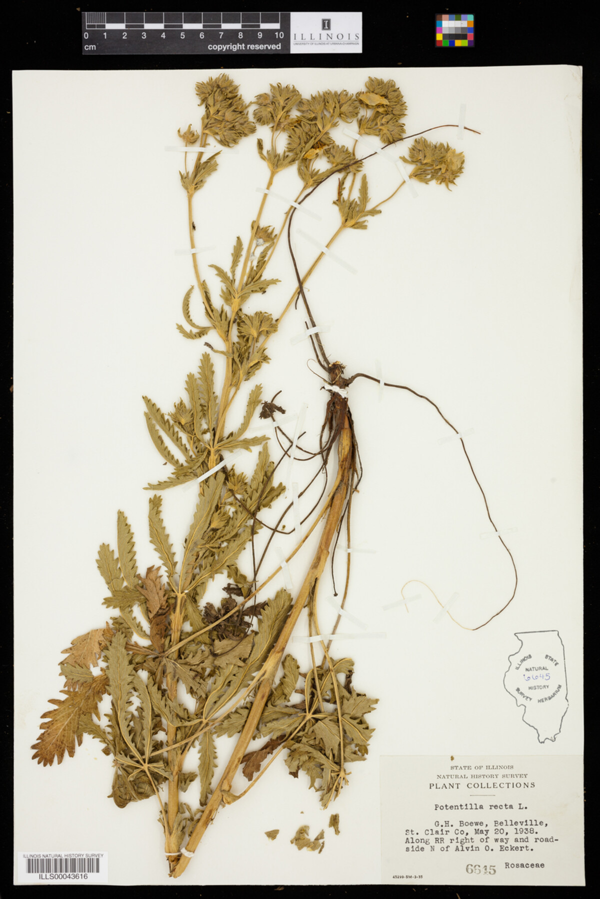Potentilla recta image