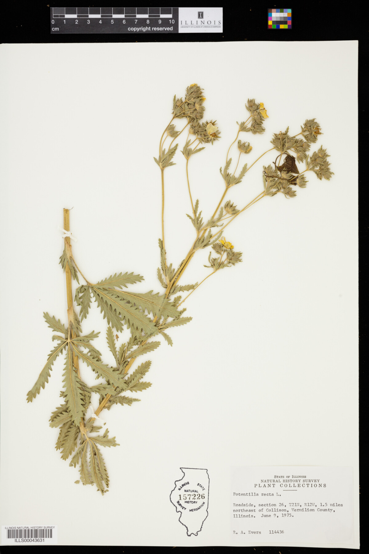 Potentilla recta image