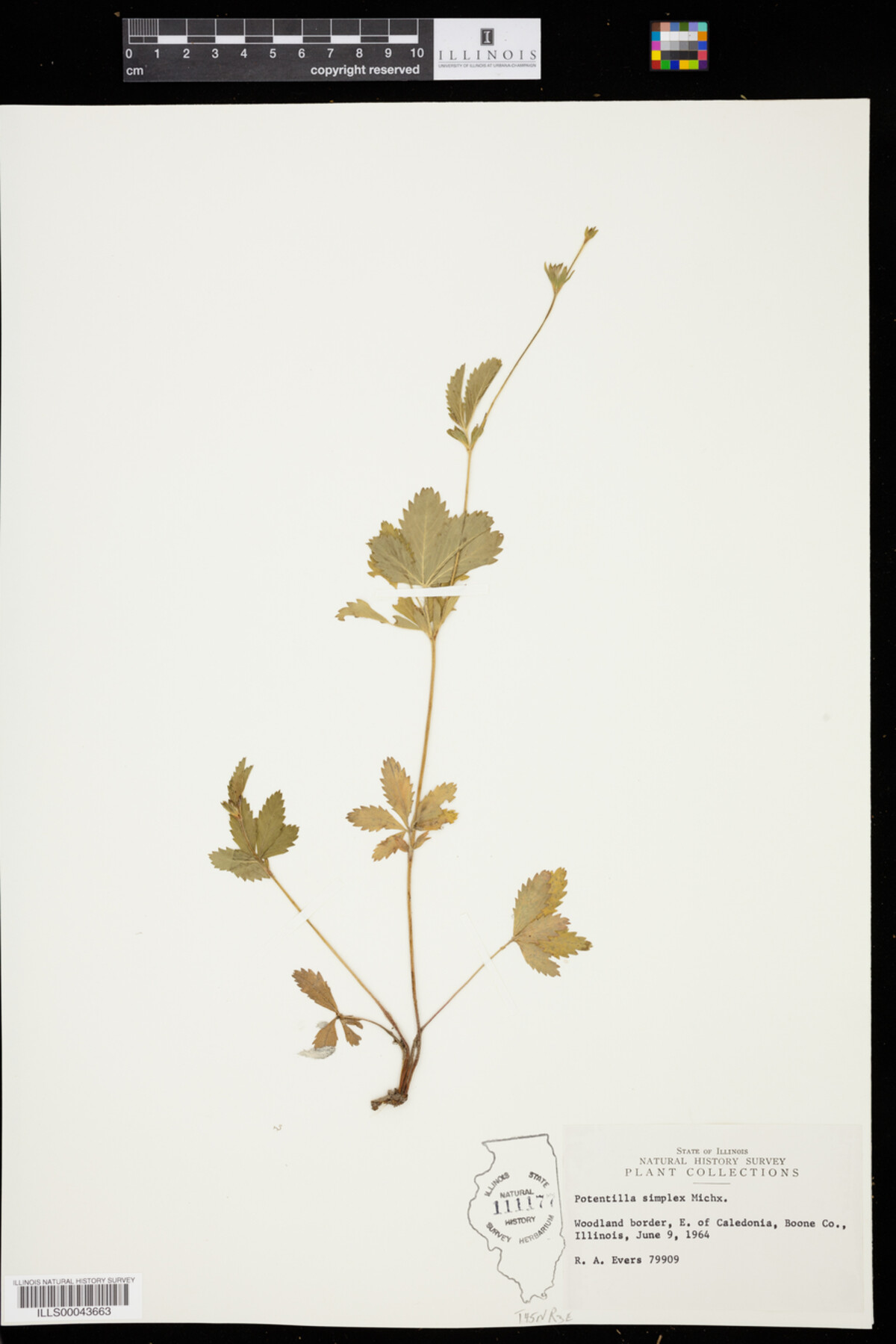Potentilla simplex image
