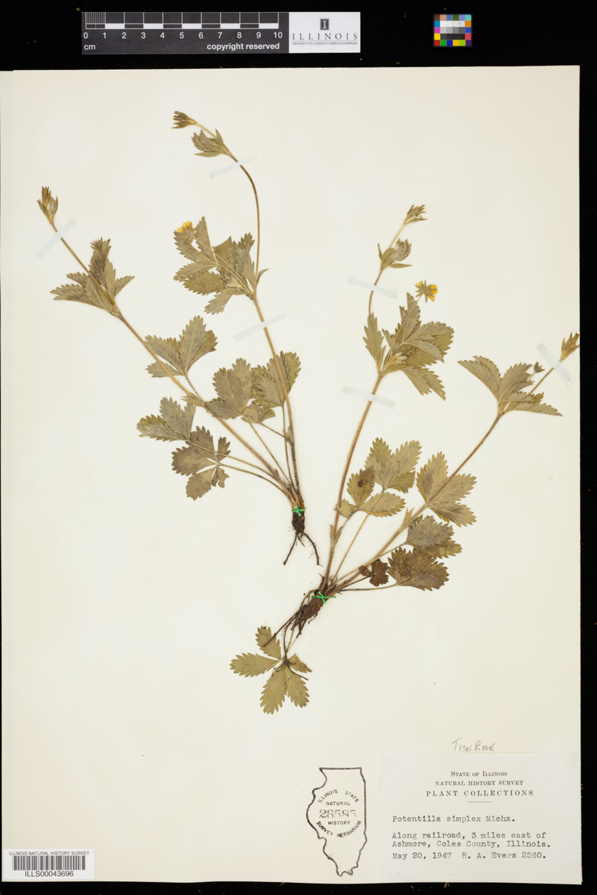Potentilla simplex image