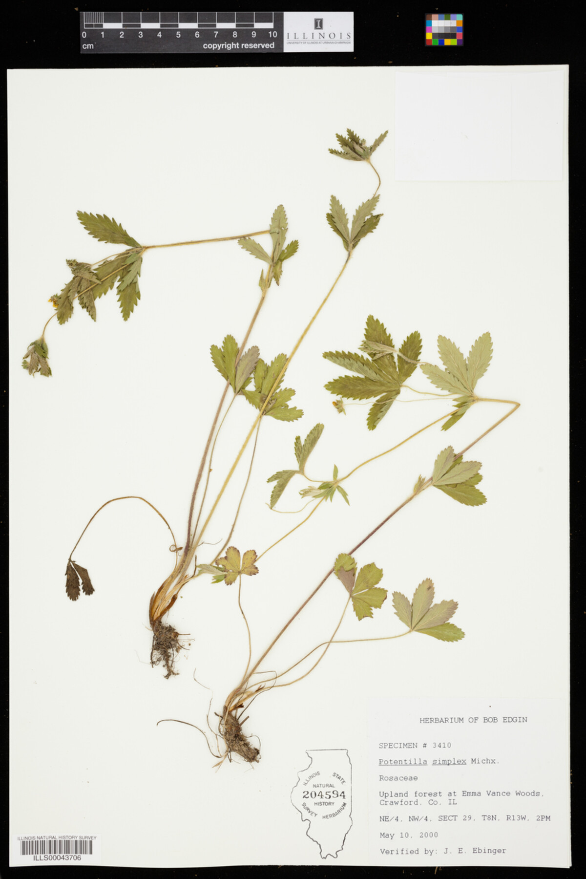 Potentilla simplex image