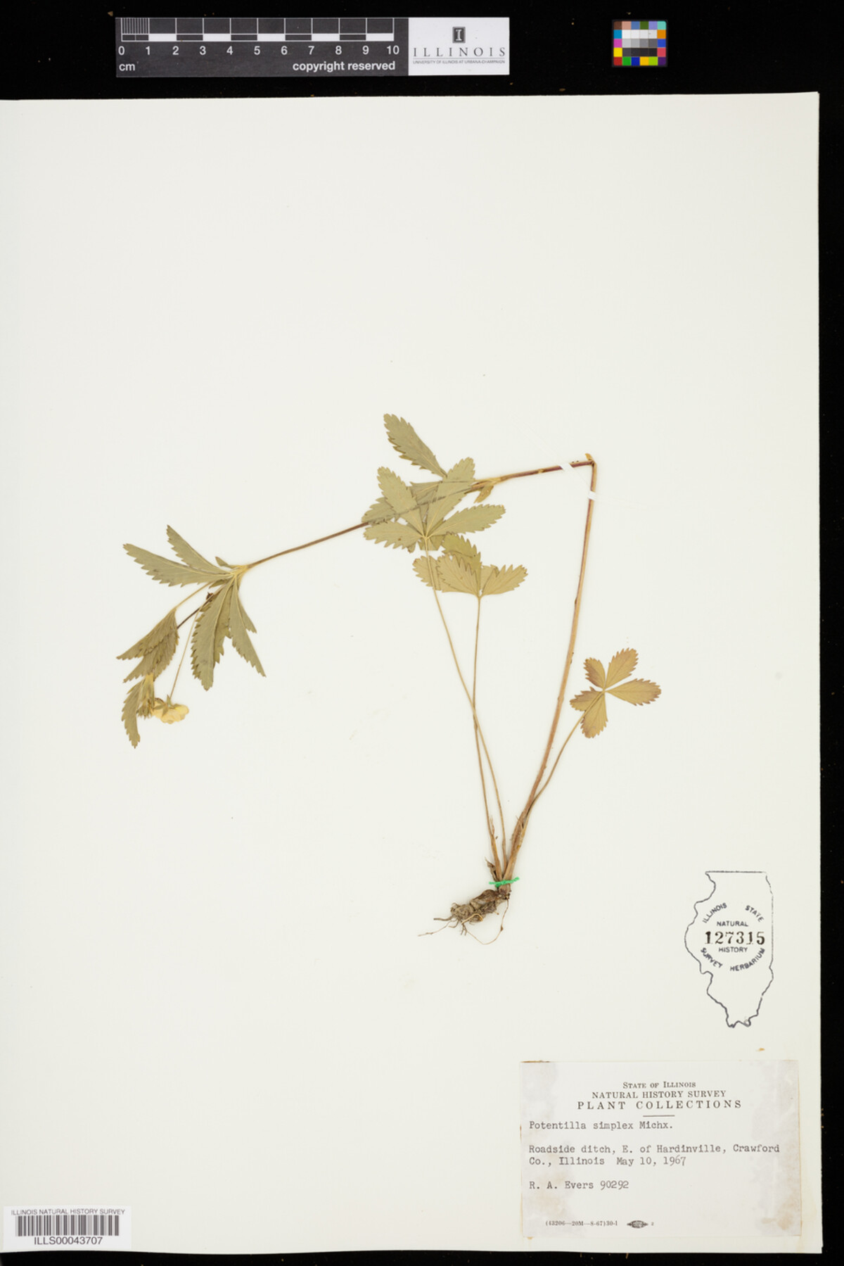 Potentilla simplex image
