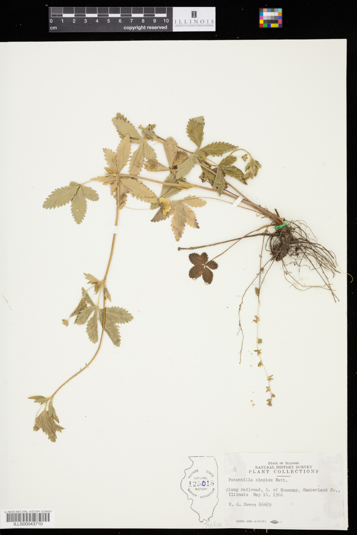 Potentilla simplex image