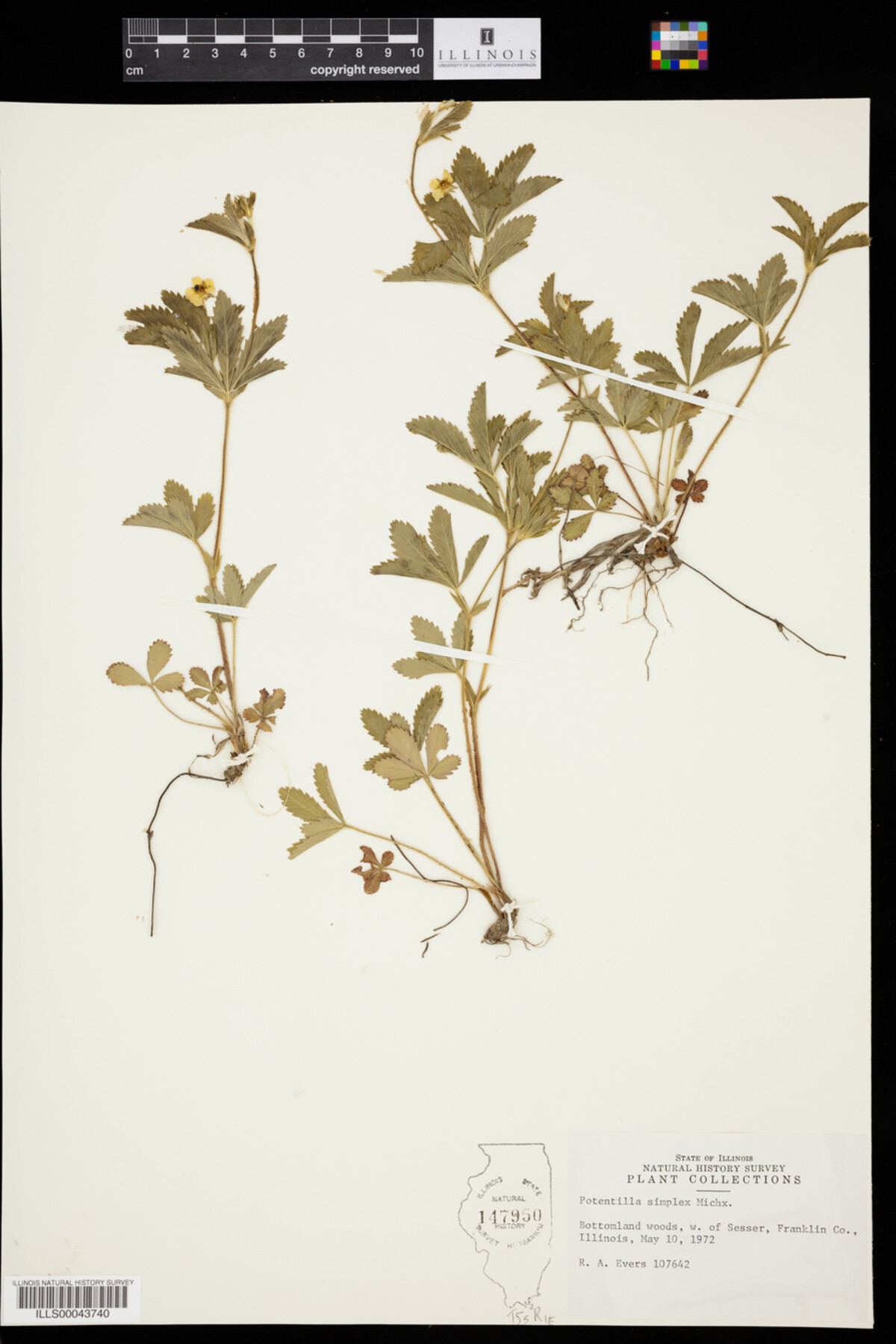 Potentilla image