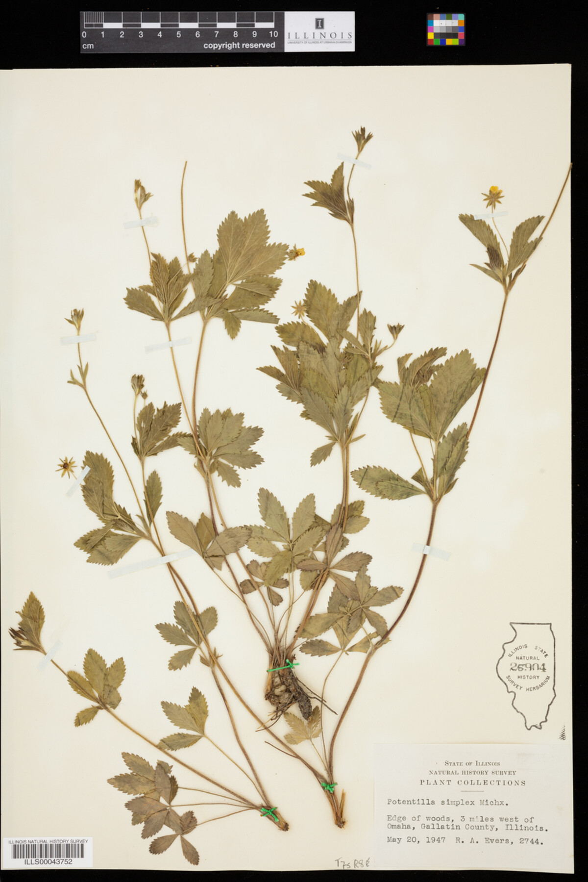 Potentilla simplex image