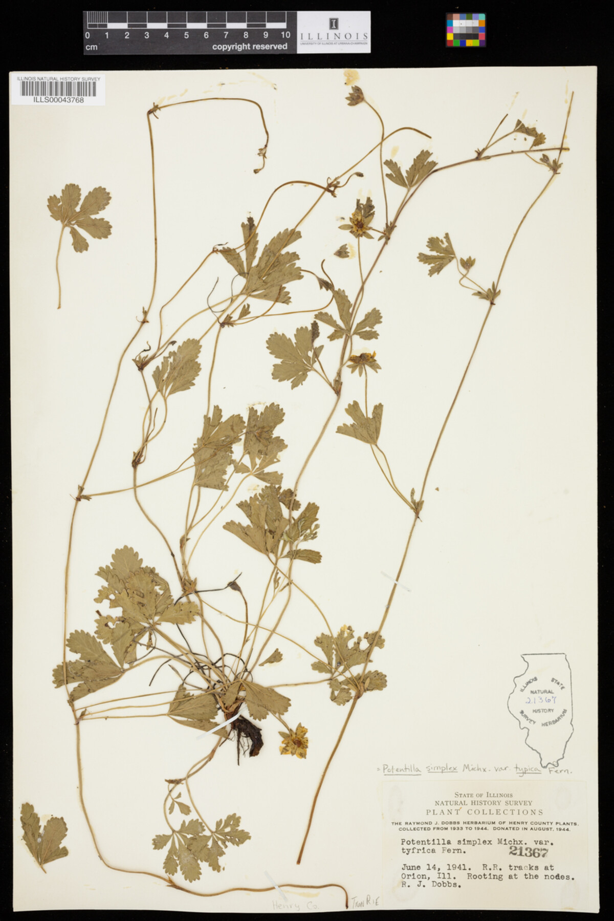 Potentilla simplex image