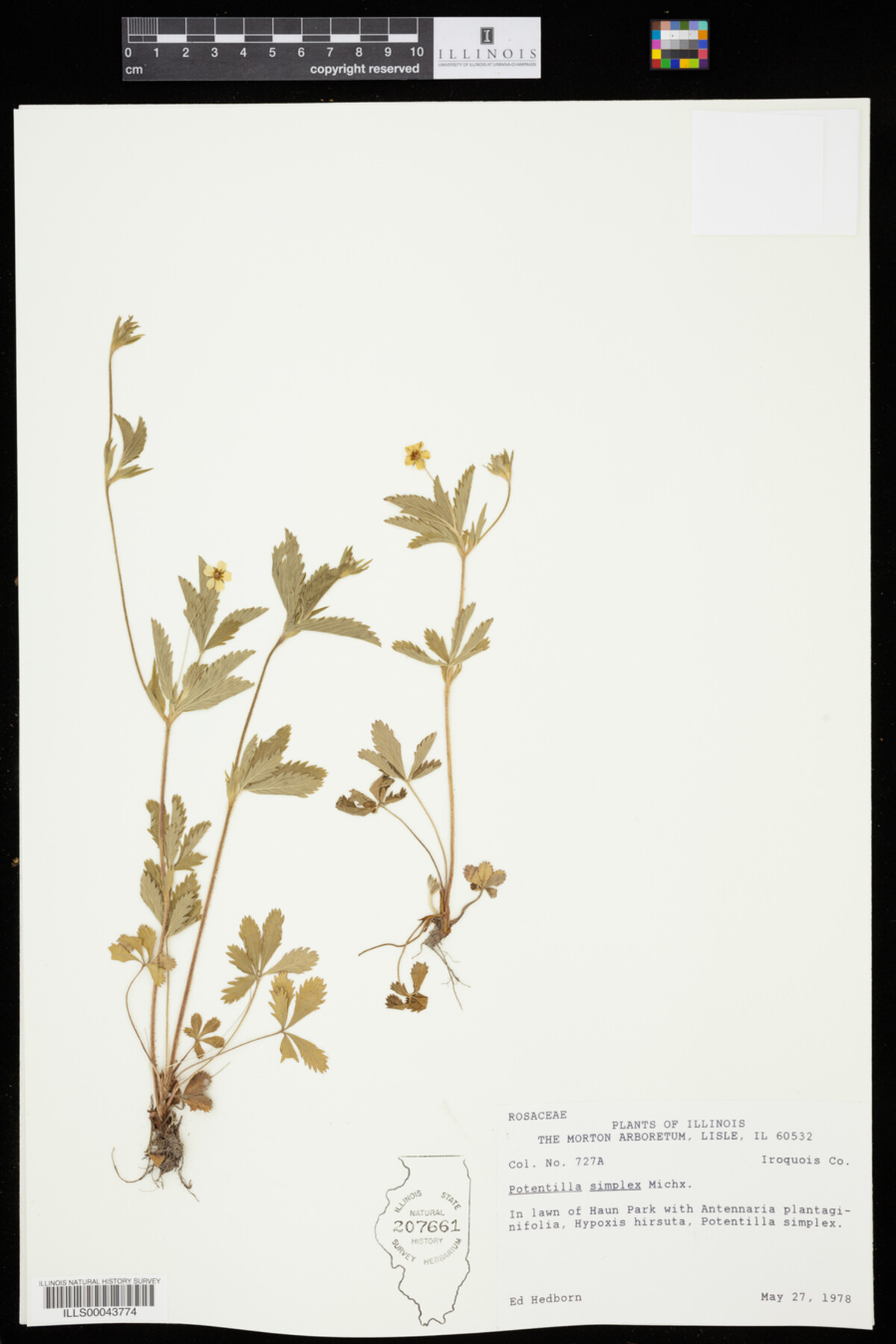 Potentilla simplex image