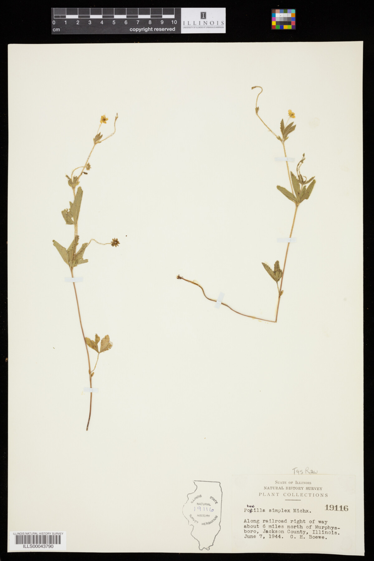 Potentilla simplex image