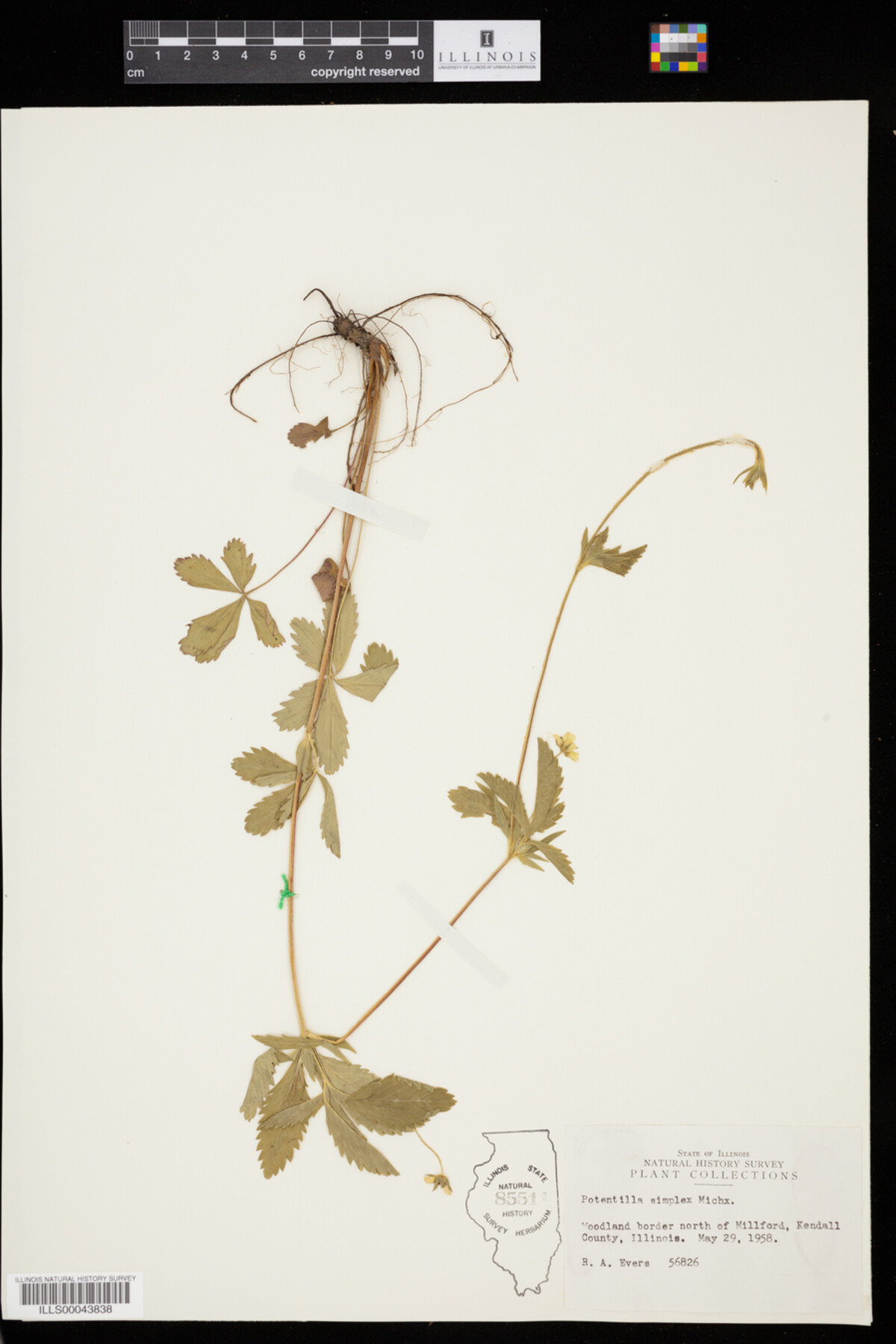 Potentilla simplex image