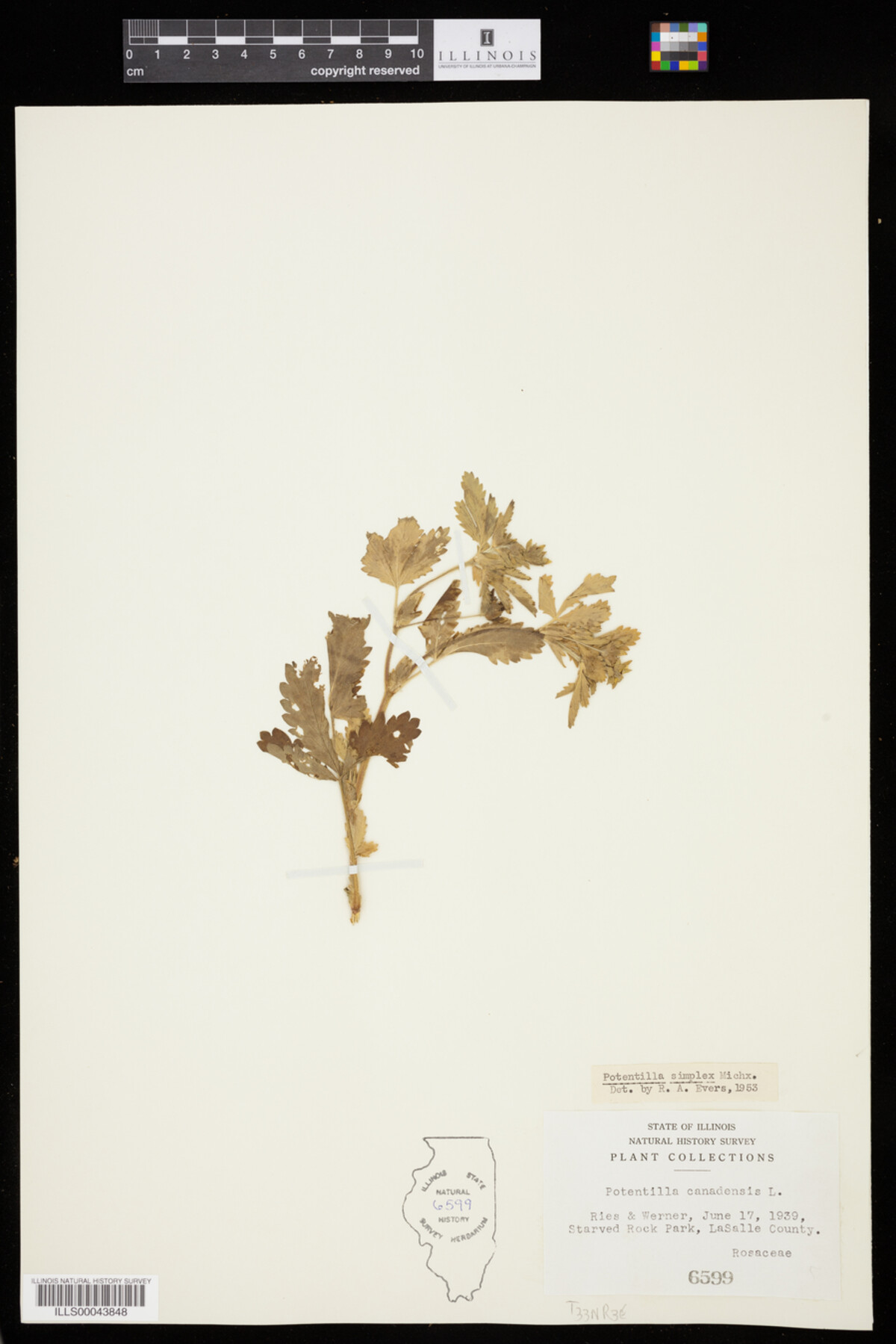 Potentilla image