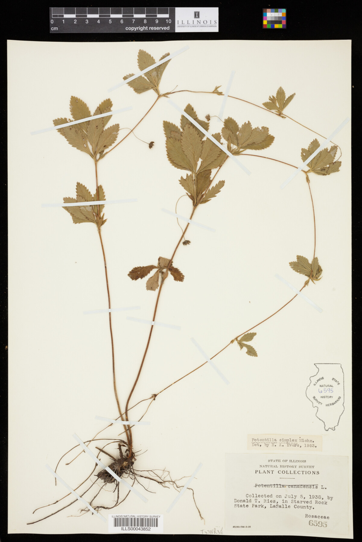 Potentilla simplex image