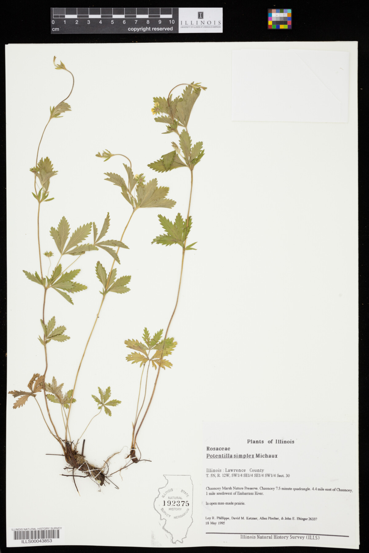 Potentilla simplex image