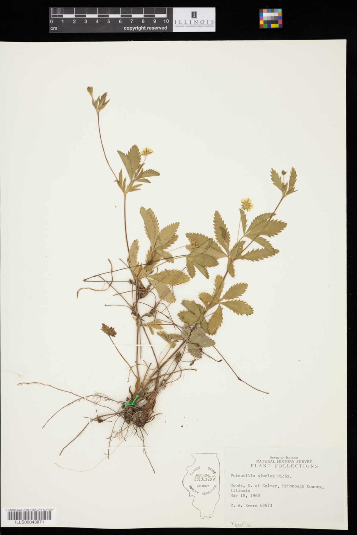 Potentilla simplex image
