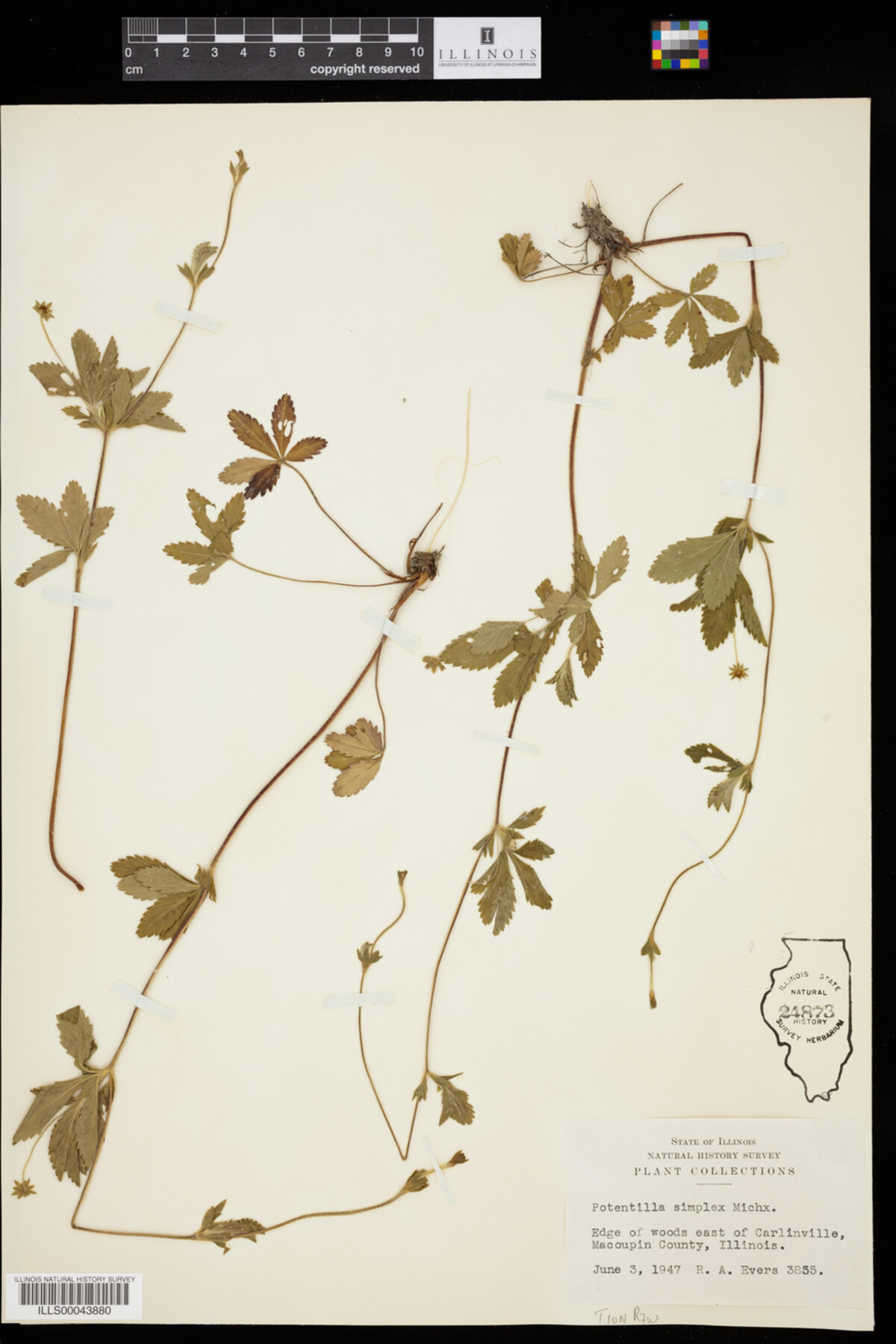 Potentilla image