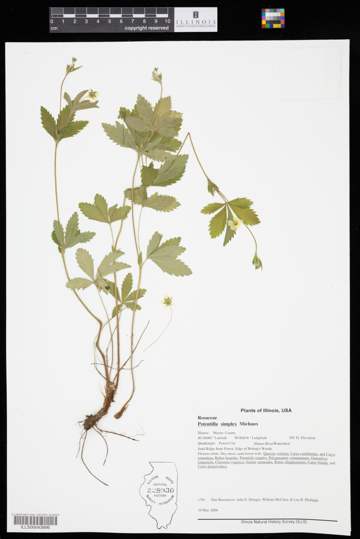 Potentilla simplex image