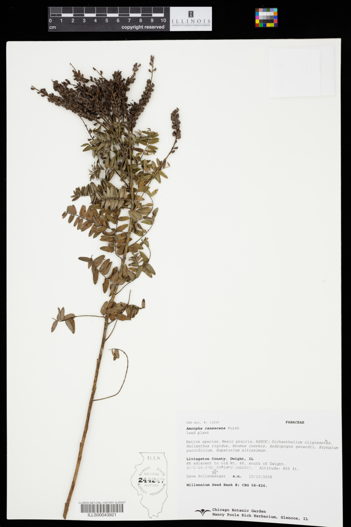 Amorpha canescens image