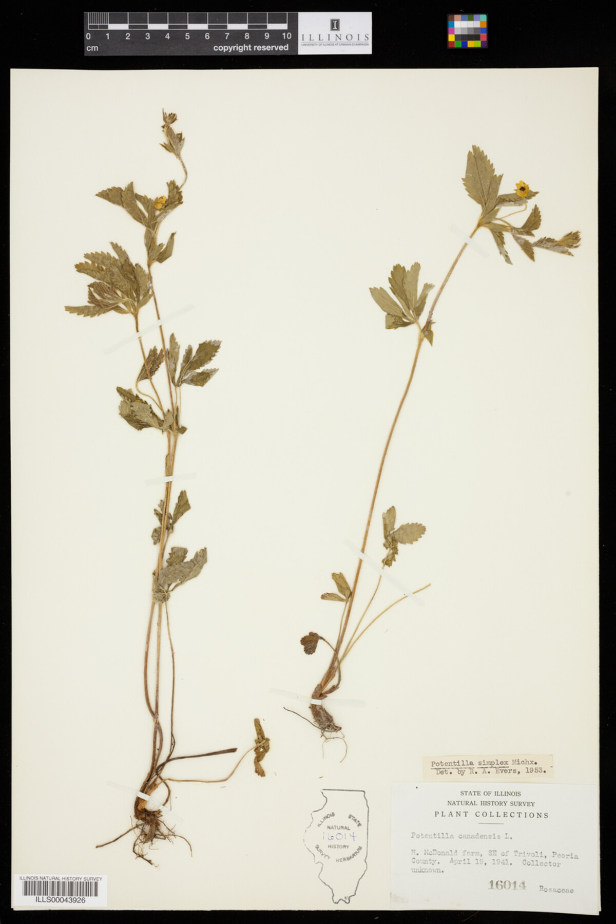 Potentilla simplex image