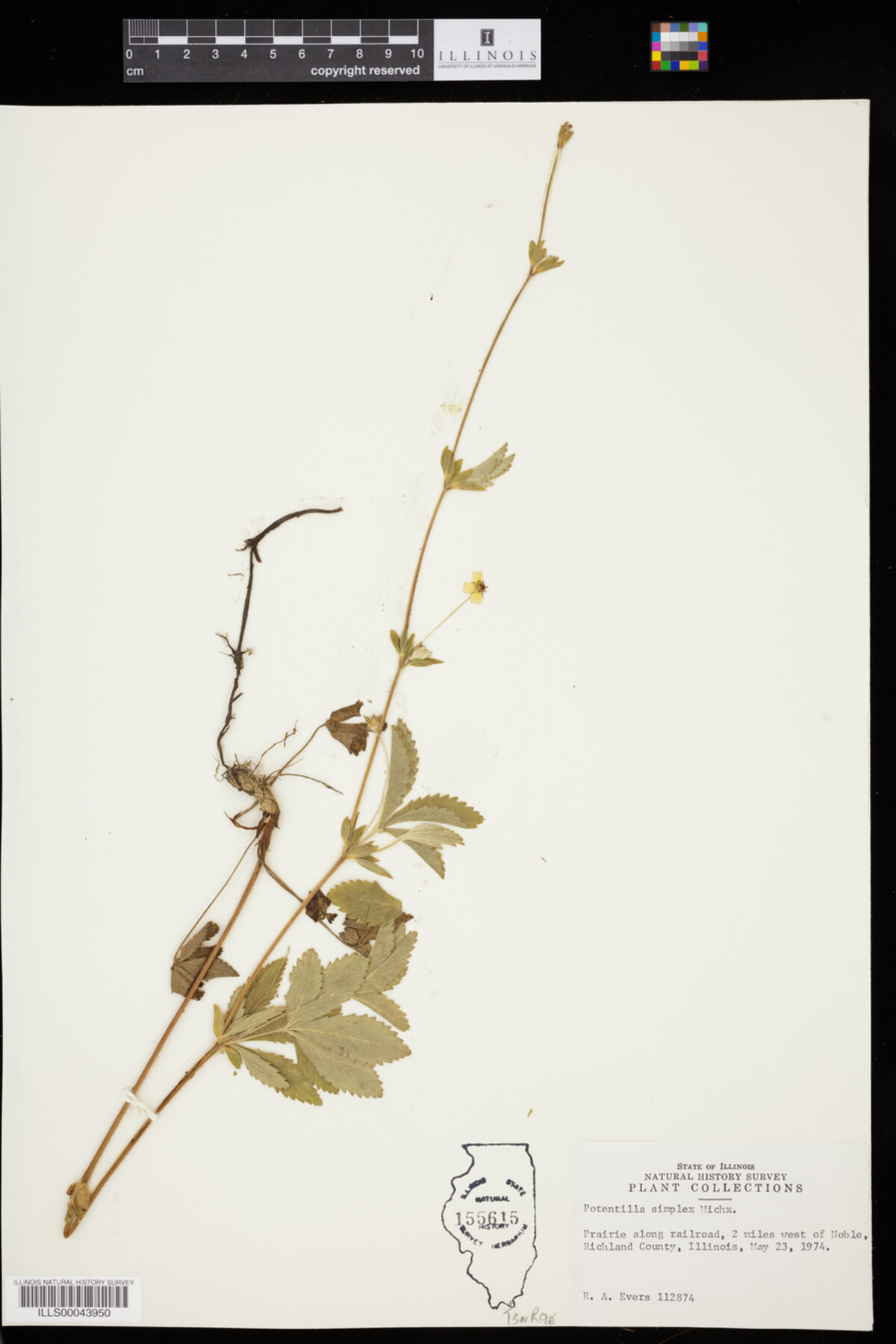 Potentilla simplex image