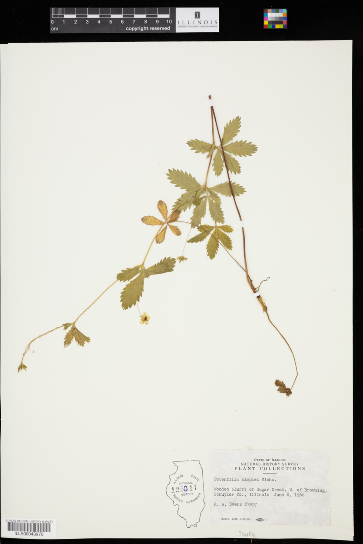 Potentilla simplex image