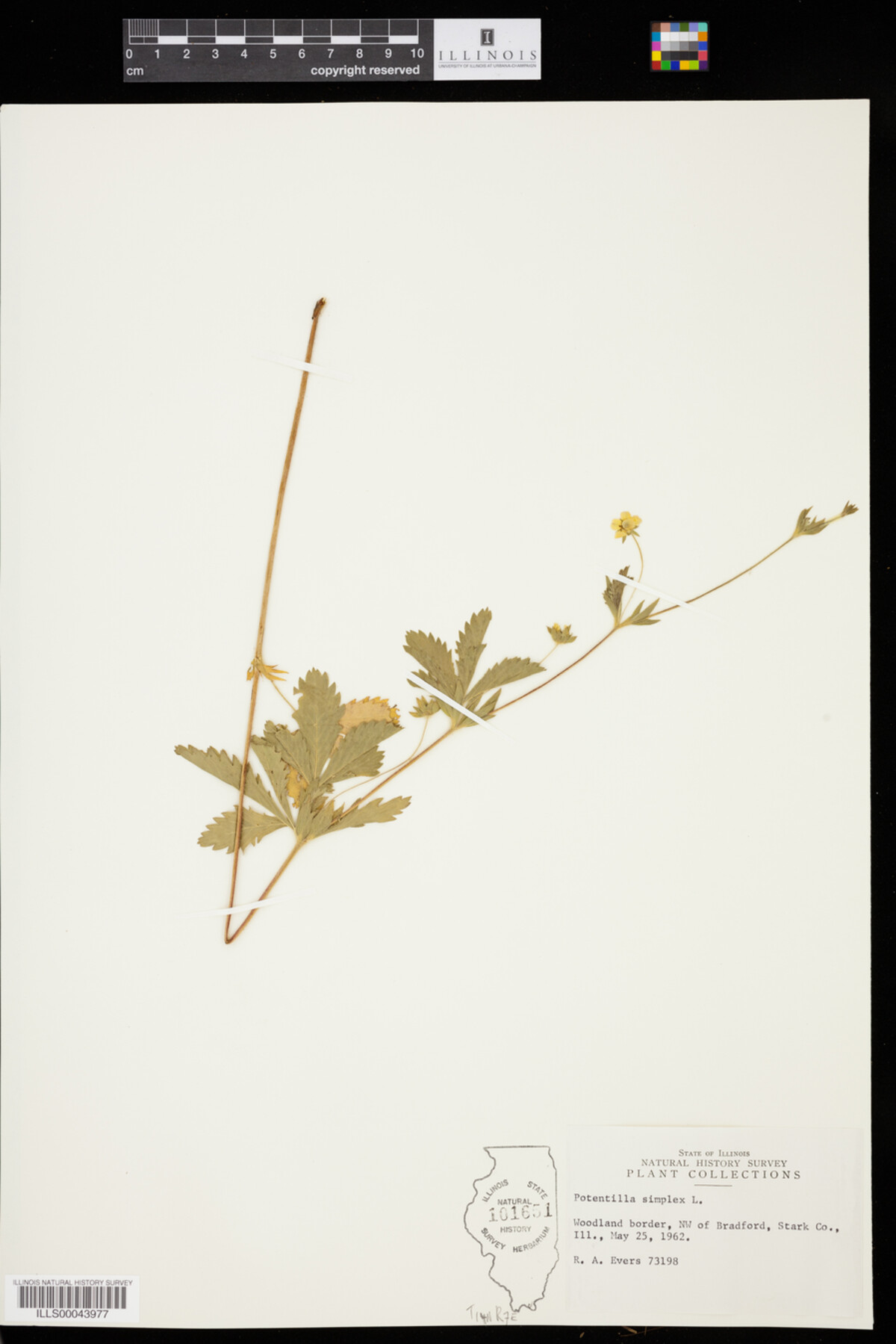 Potentilla simplex image