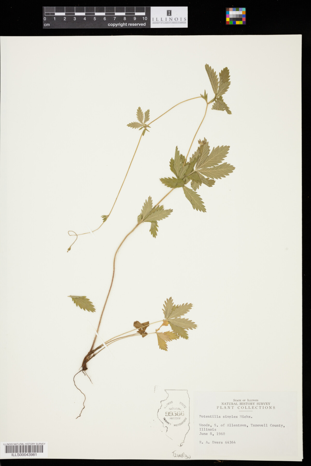 Potentilla simplex image