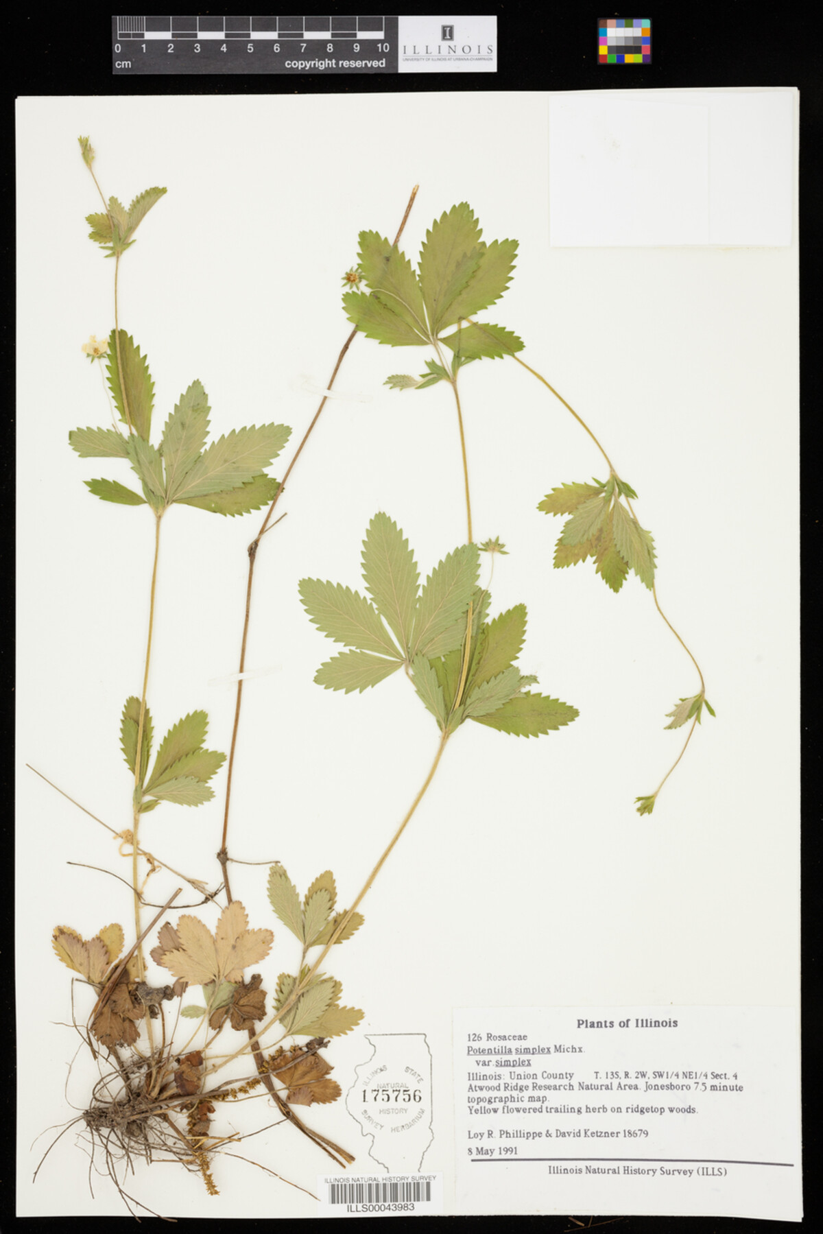 Potentilla simplex var. simplex image