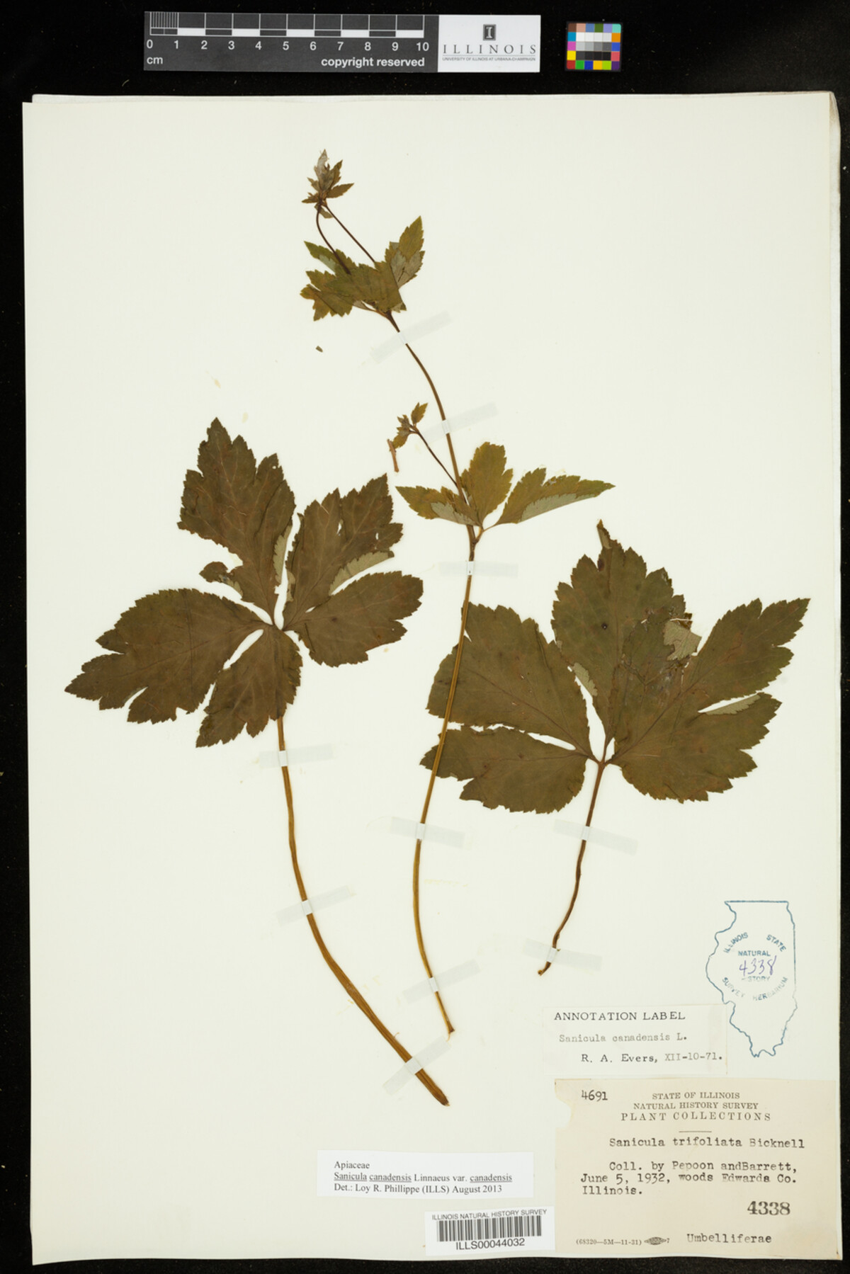 Sanicula canadensis var. canadensis image