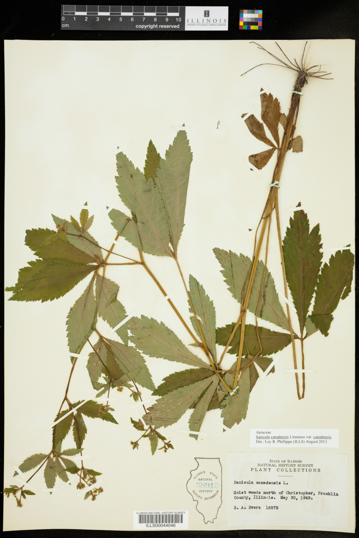 Sanicula canadensis var. canadensis image