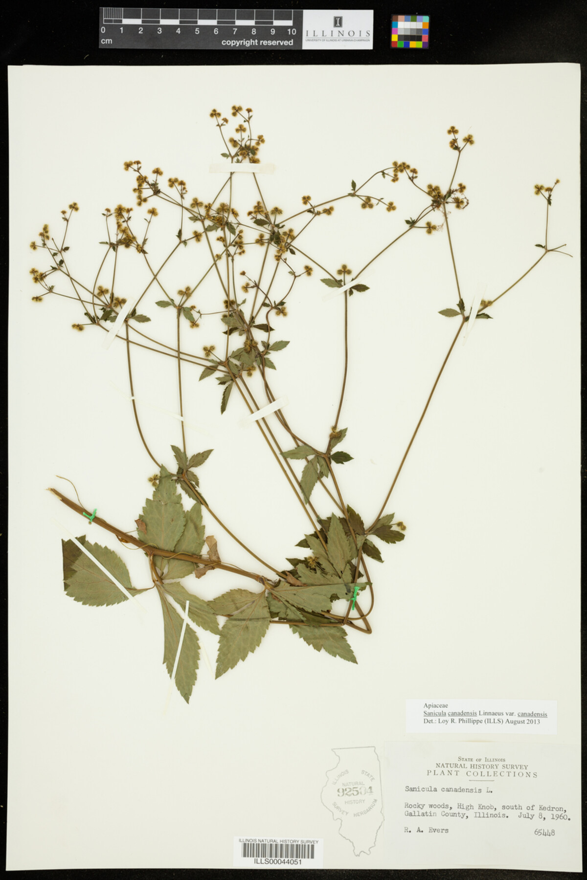 Sanicula image