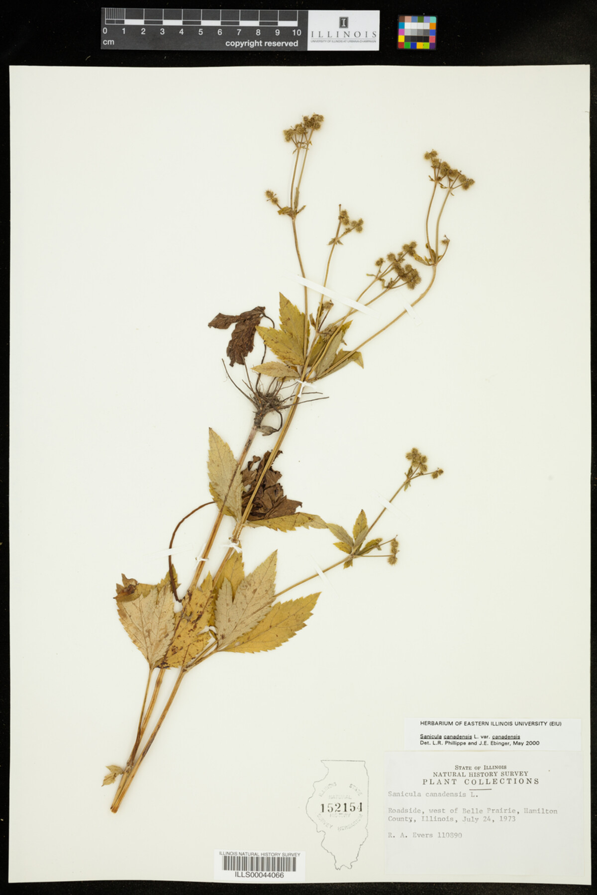 Sanicula canadensis var. canadensis image