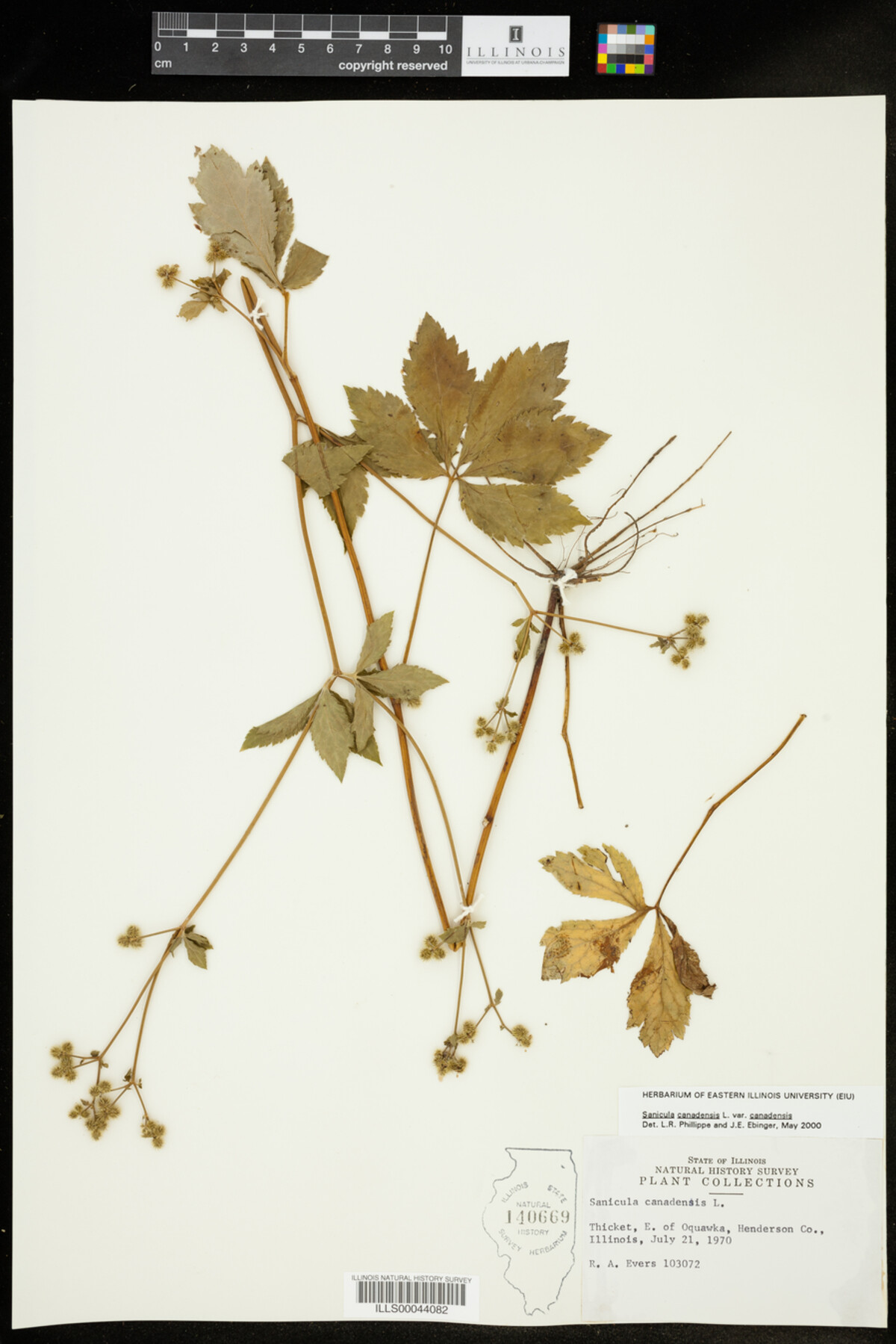 Sanicula canadensis var. canadensis image