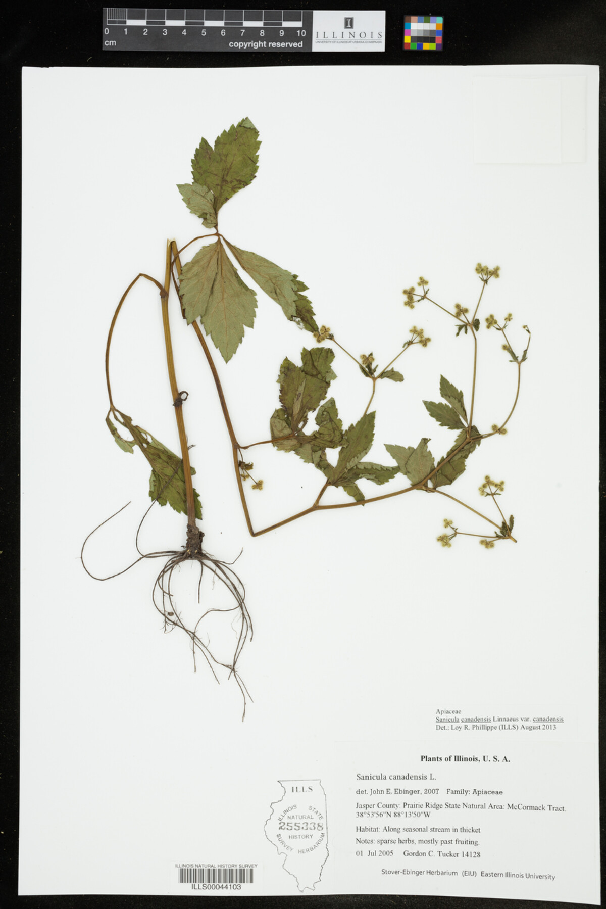 Sanicula canadensis image