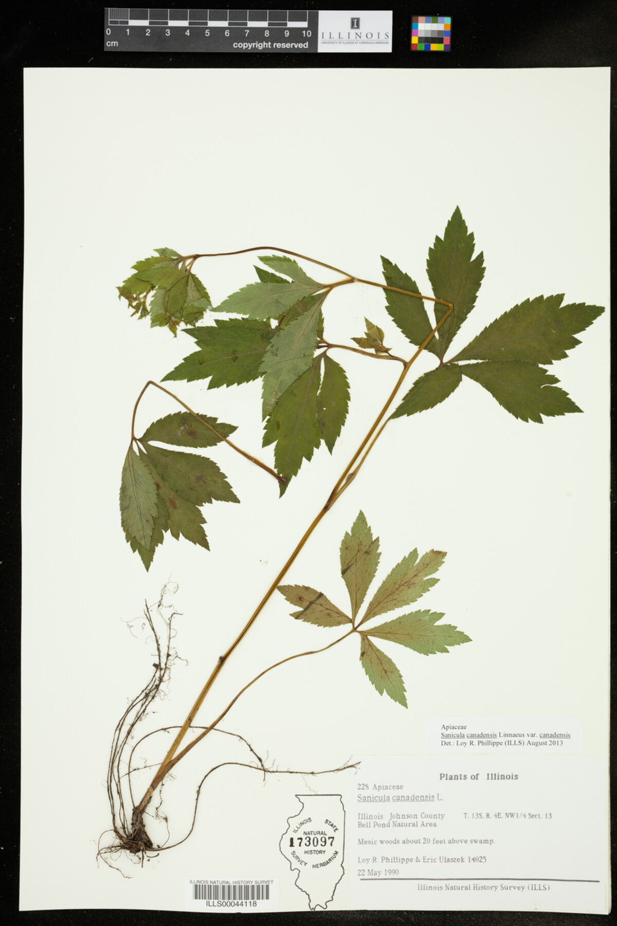 Sanicula canadensis var. canadensis image