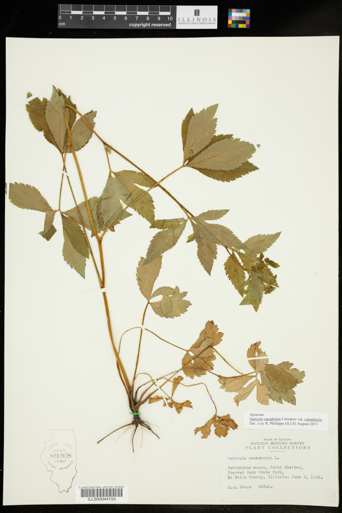 Sanicula canadensis var. canadensis image