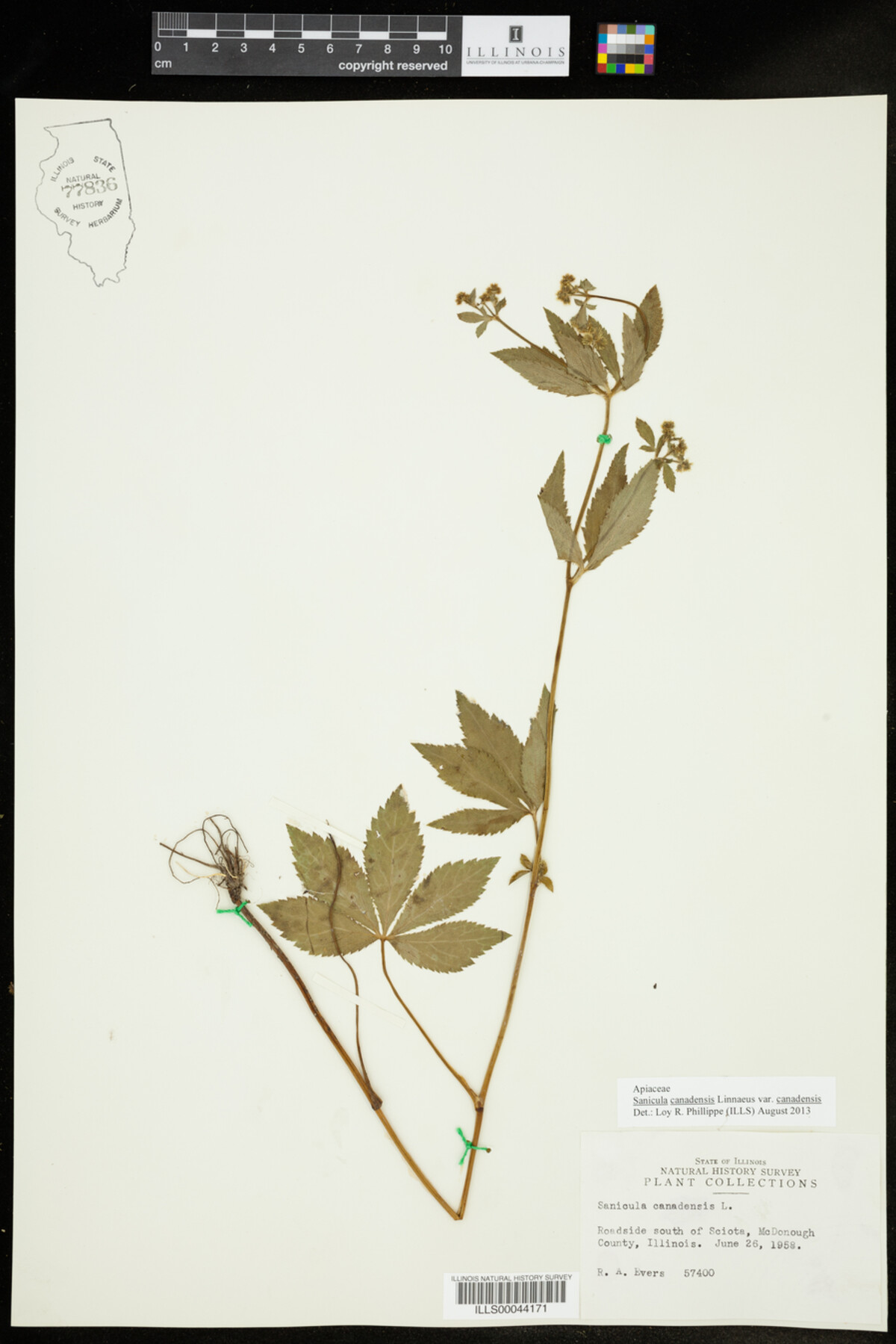 Sanicula image