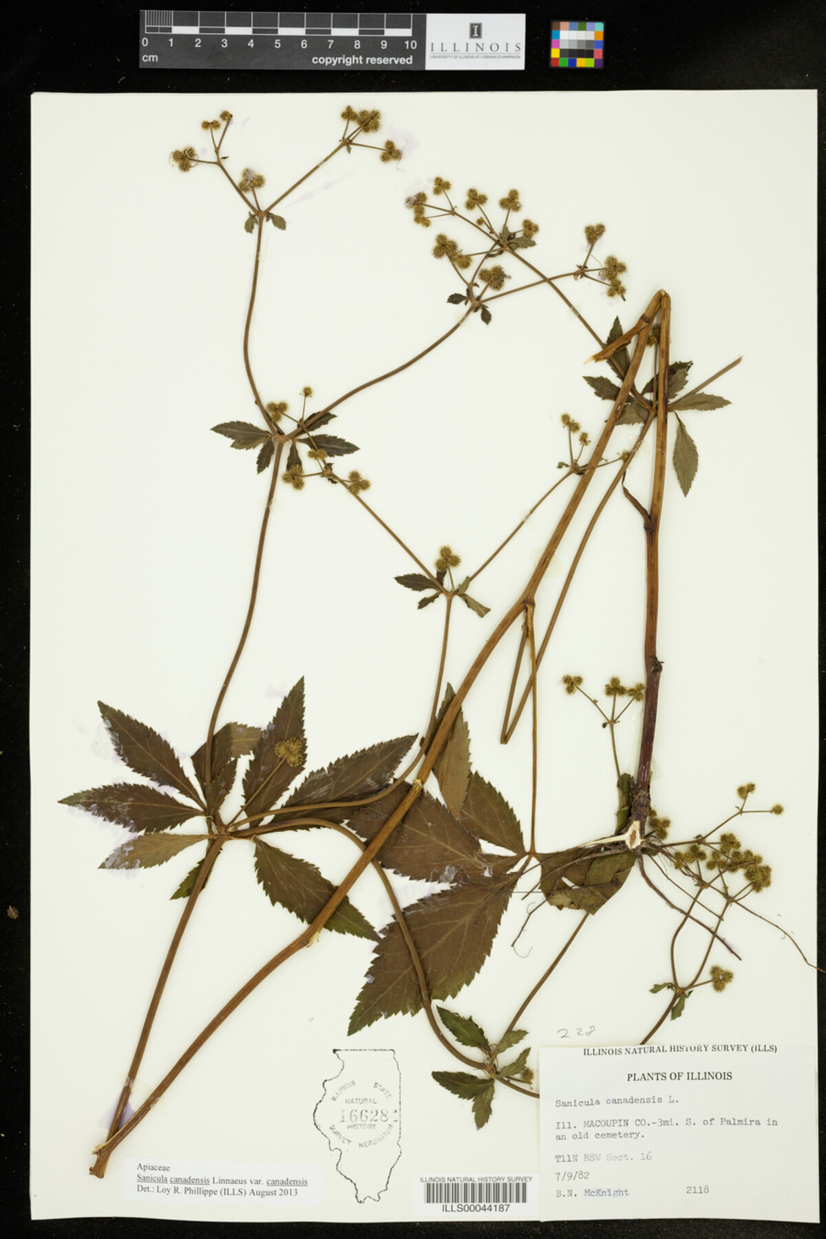 Sanicula canadensis image