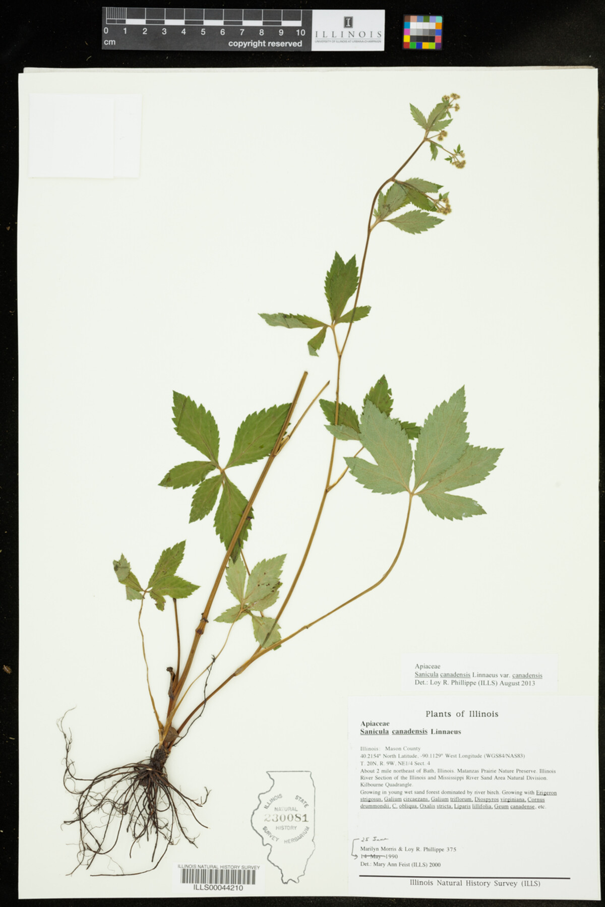 Sanicula canadensis var. canadensis image