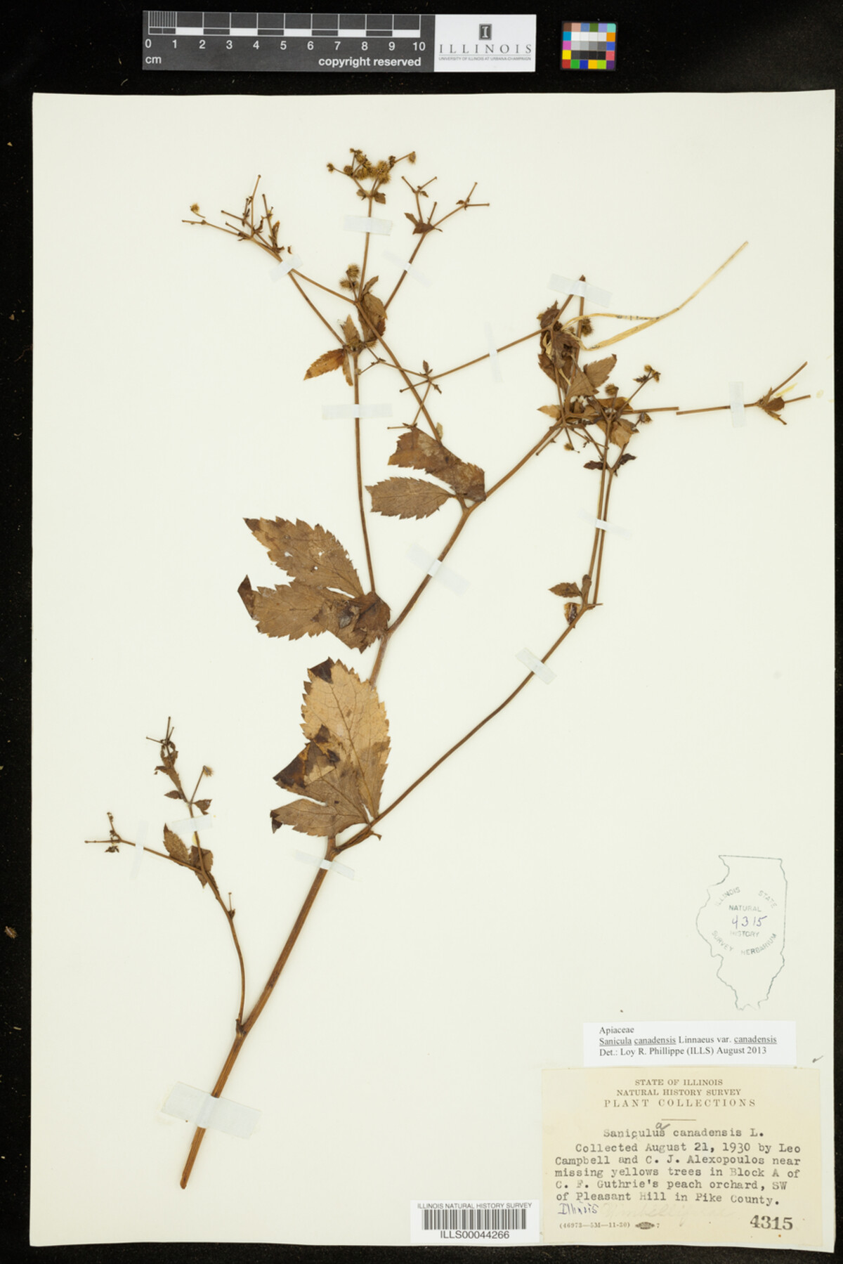 Sanicula canadensis var. canadensis image