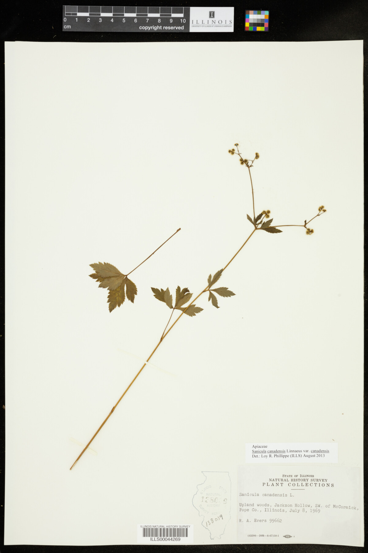 Sanicula canadensis var. canadensis image