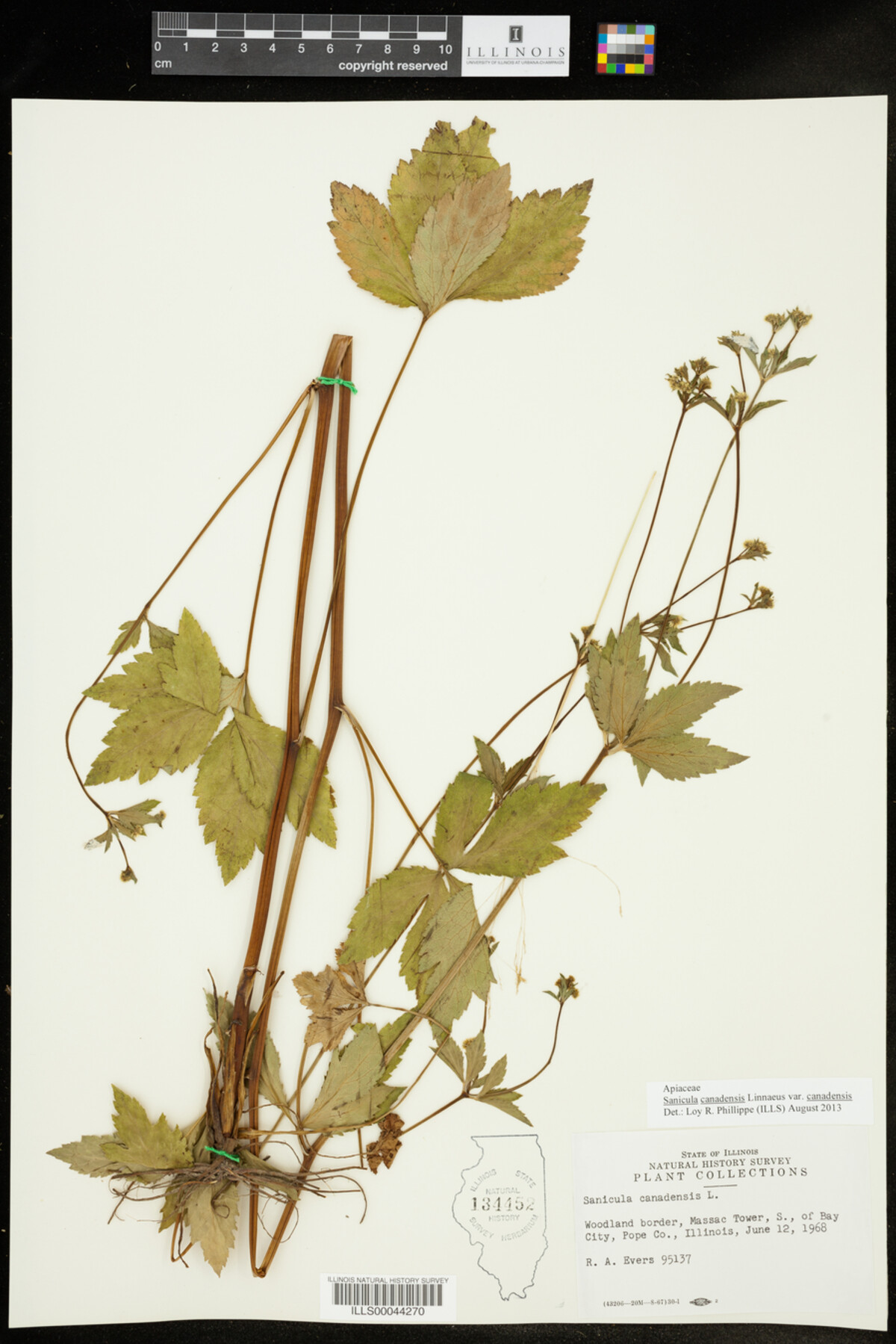 Sanicula image