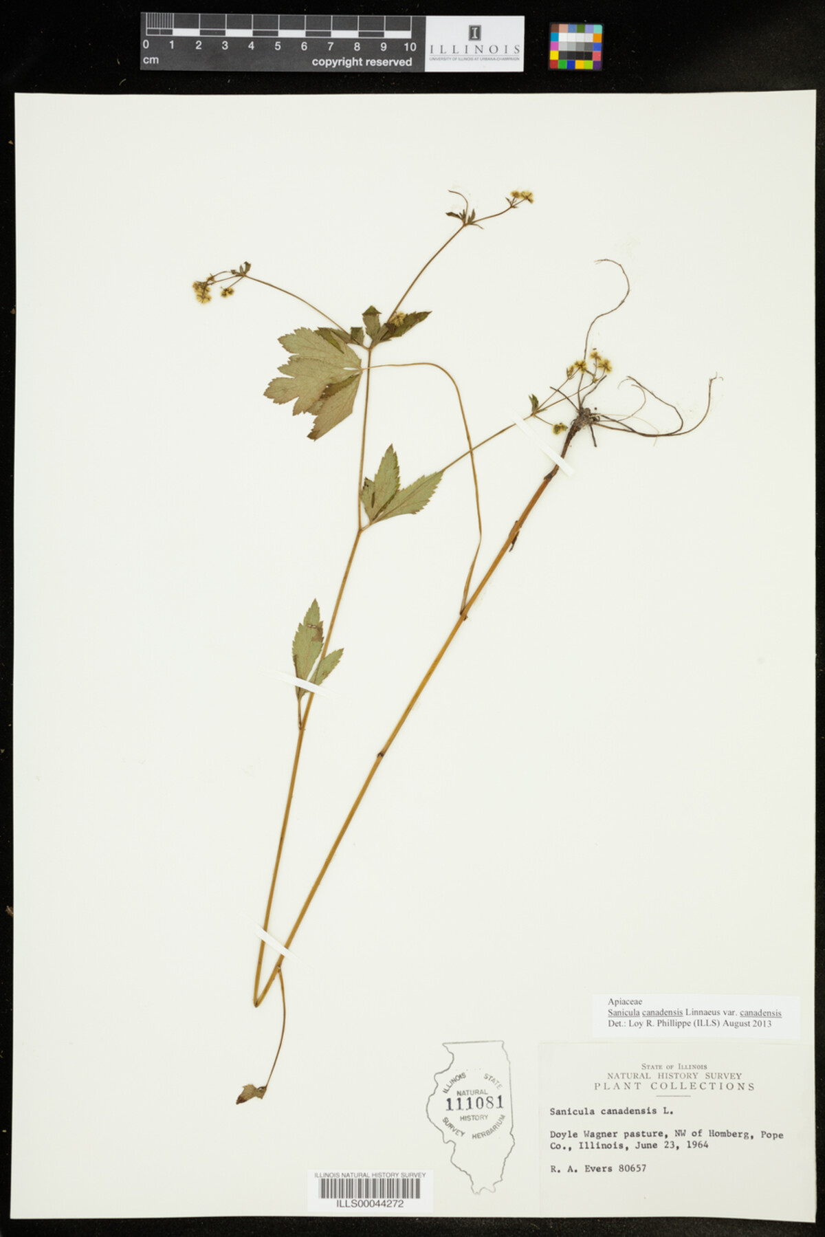 Sanicula canadensis var. canadensis image