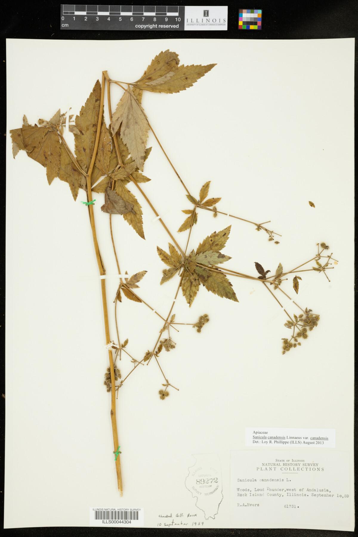 Sanicula canadensis var. canadensis image