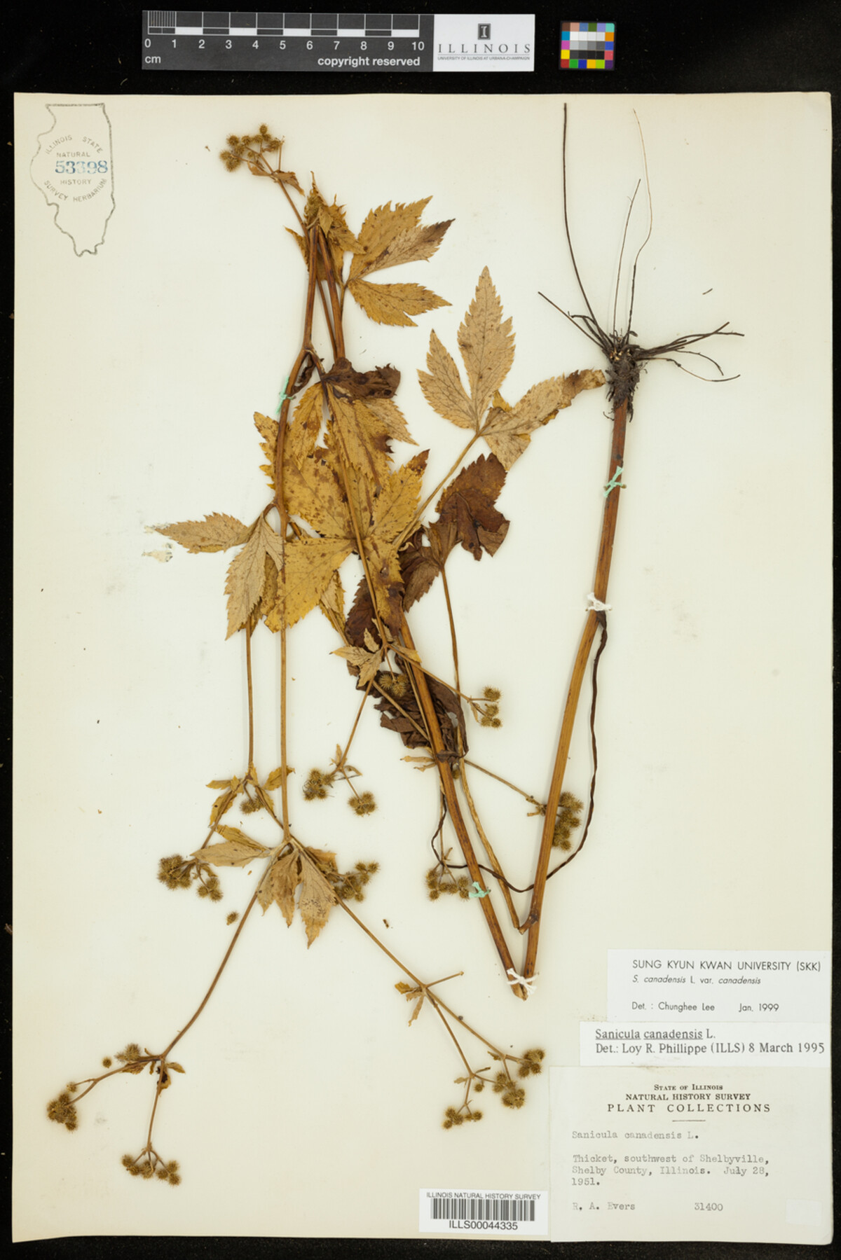 Sanicula canadensis var. canadensis image