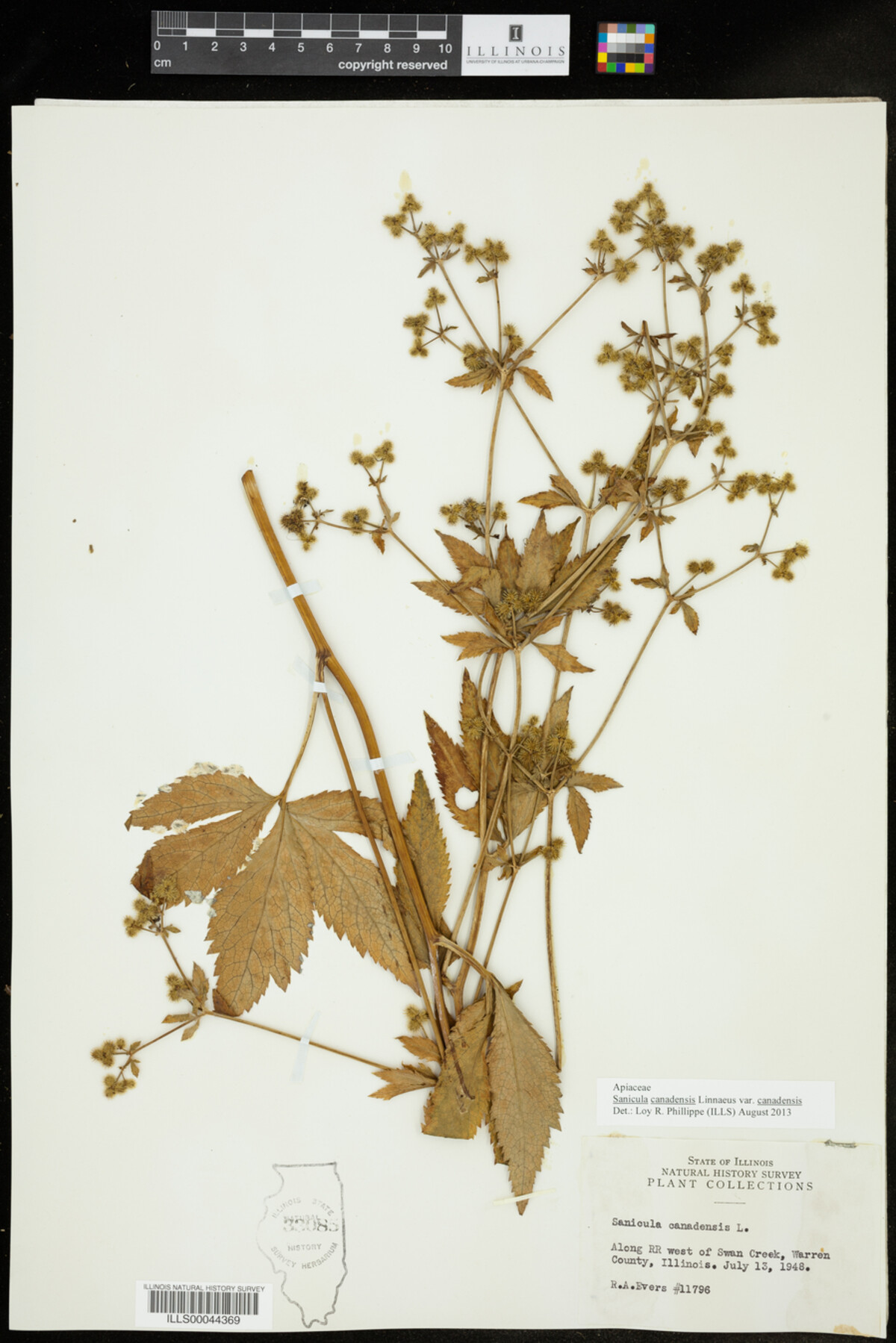 Sanicula canadensis var. canadensis image