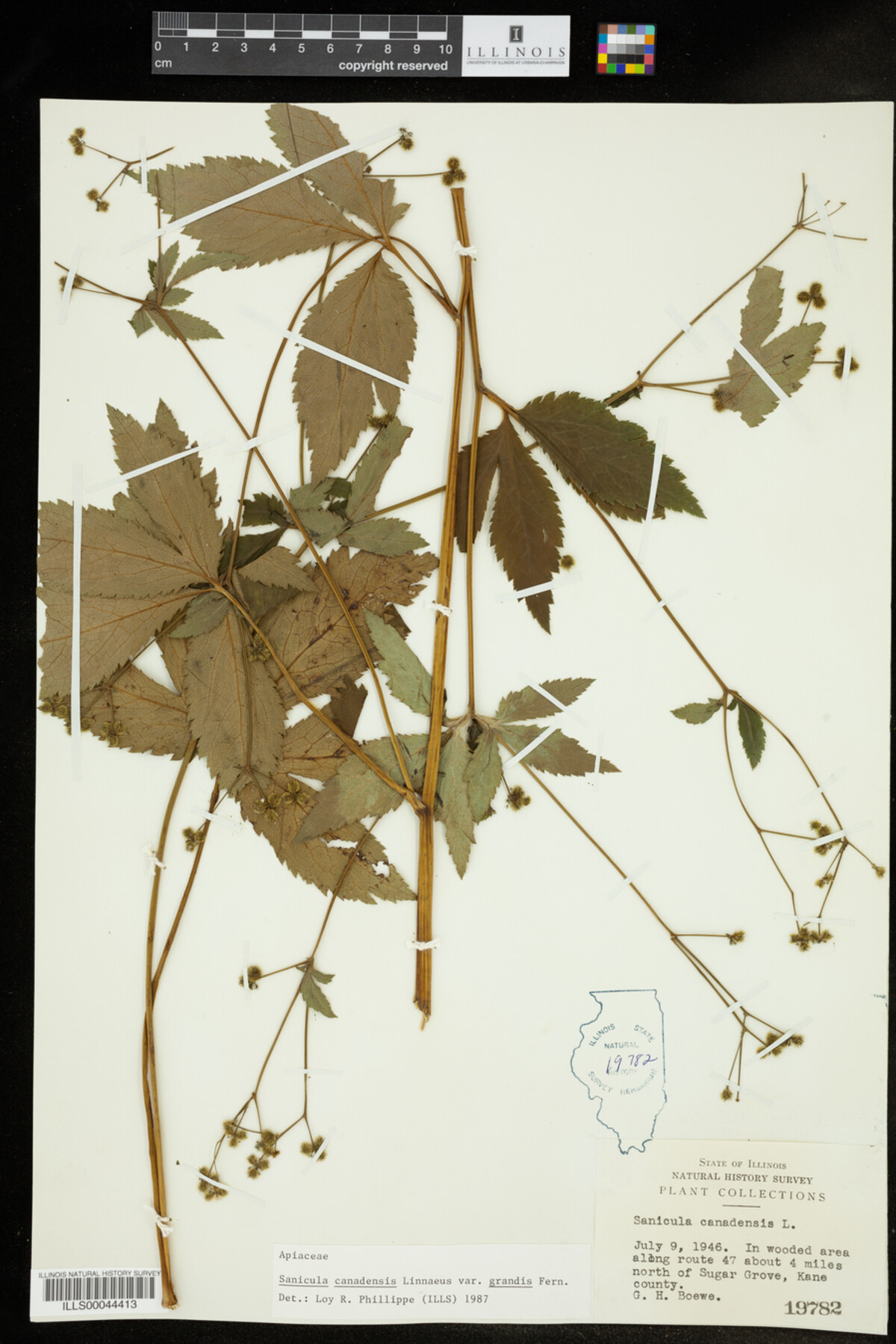 Sanicula canadensis var. grandis image