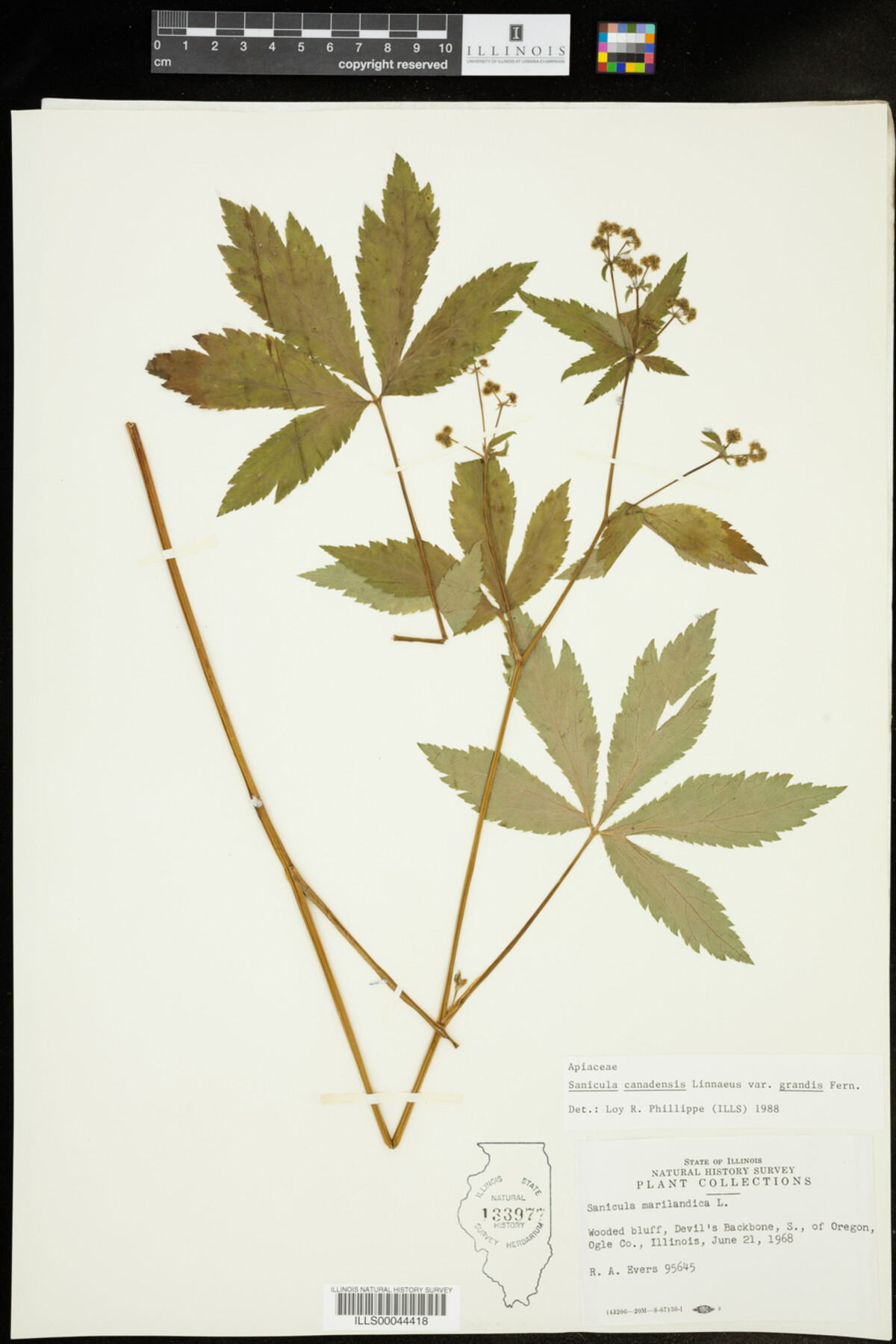 Sanicula canadensis var. grandis image