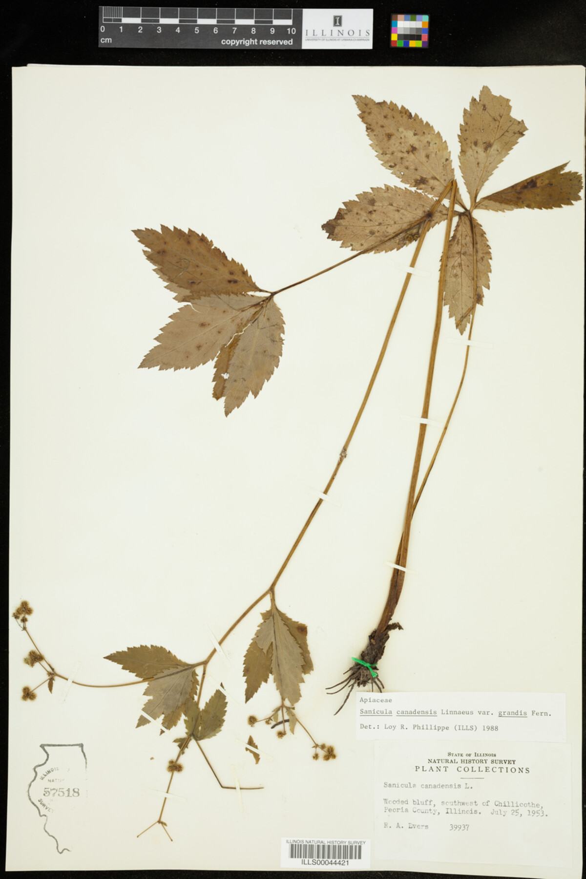 Sanicula canadensis var. grandis image
