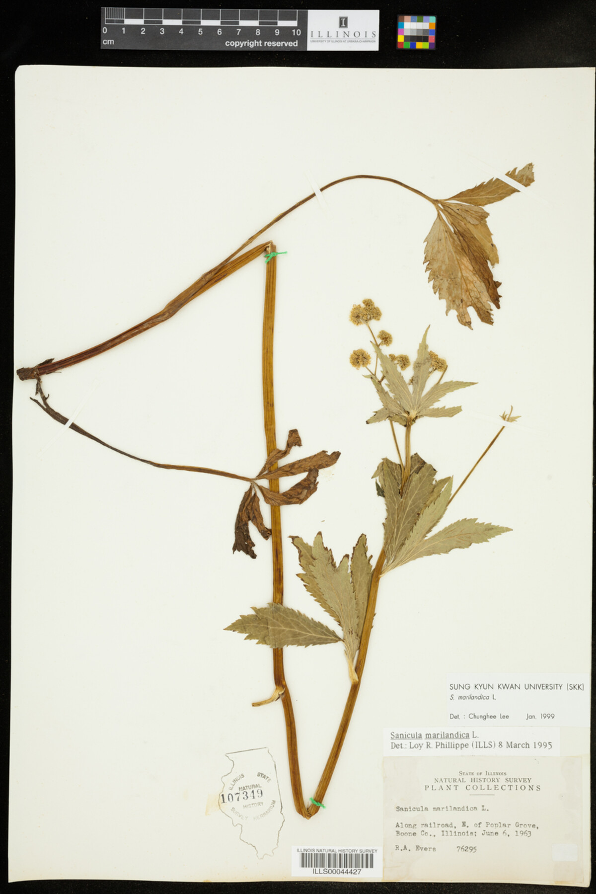 Sanicula marilandica image